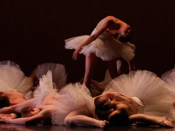 But the Swans Are Still Alive — photo 1